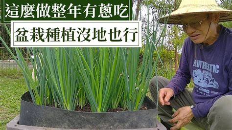 種什麼|全民瘋種菜！新手種菜 DIY — 種蔥、種豆芽⋯⋯選對。